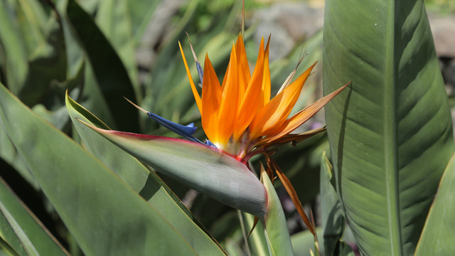 Strelitzia reginae