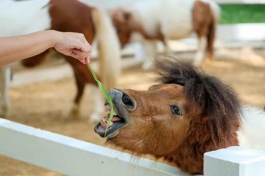 Hand feeding grass to pony house in the Stable