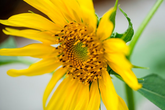 a Small sunflower closeup with soft focus