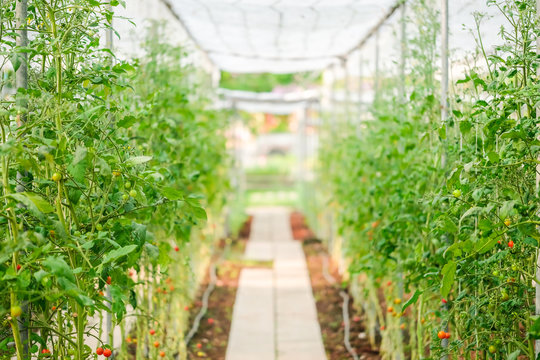 Modern tomato organic farm in warm tone with soft focus background