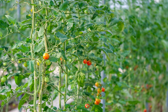 Modern tomato organic farm with soft focus background