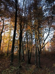 Herbst-Landschaft im Wald
