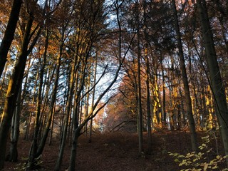 Herbst-Landschaft im Wald