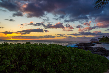 Sunset Behind the Beach Bushes