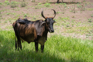 Thin bull under the shade of a tree on a farm in Colombia.’