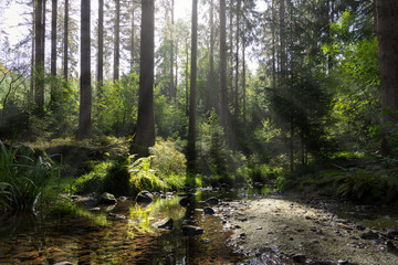 Fototapeta na wymiar A beautiful forest in Germany. The sunrays shine through the trees and leaves. A creek meanders through the forest. It is autumn and the leaves turn yellow.