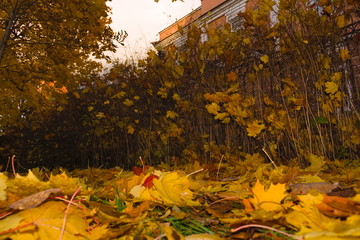 Background street covered with yellow fallen maple leaves lie on the green grass in a mess autumn bushes trees and building