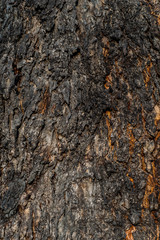 texture of bark of a tree vertical format