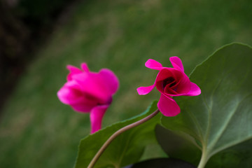 cyclamen pink flower in the garden