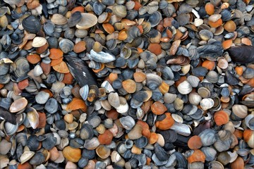 shells and stones on the ground
