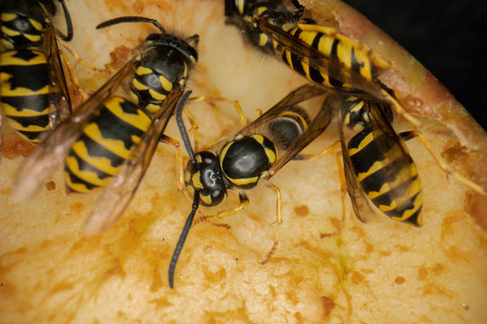 super macro photography of wasps on apples, Wesp eats some apple macro photography