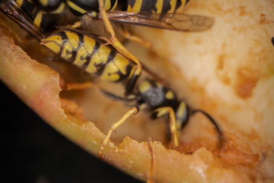 super macro photography of wasps on apples, Wesp eats some apple macro photography