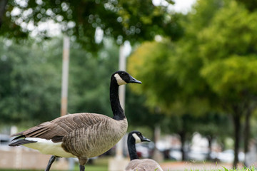 Fototapeta premium Canada Goose walking through trees in city