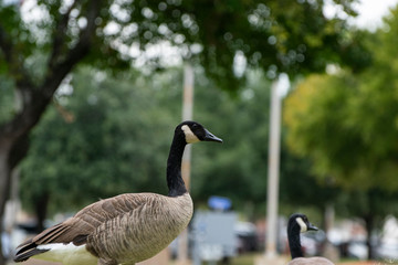 Canada Goose standing among trees in a city