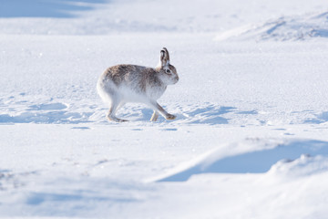 Mountain hare on snow covered mountain © jamie