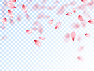 Japanese cherry petals on transparent background.