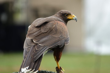 Obraz premium A young falcon observing her surroundings