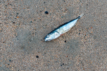 A dead raw mackerel fish laying on a sandy beach. The pelagic fish has its eyes open, black back with silver belly, and its mouth. The fish has vertical stripes on its back and small fins.
