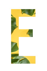 Flower font Alphabet E made of Real alive flowers monstera on yellow background with paper cut shape of letter. Collection of flora font for your unique decoration in summer