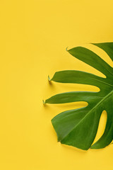 Fototapeta na wymiar Leaf of tropical plant monstera on the yellow background. Mock up