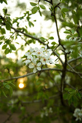 white flowers blooming on tree branch