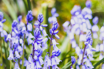 group blue Hyacinthoides flowers blooming in garden house