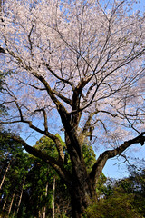 満開に咲いた細野のエドヒガン