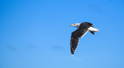 Seagulls in Flight
