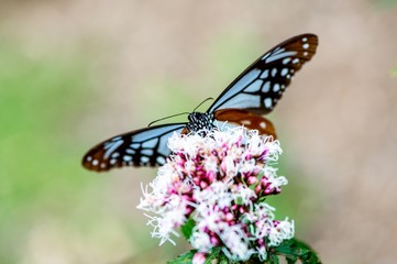 Obraz premium アサギマダラ