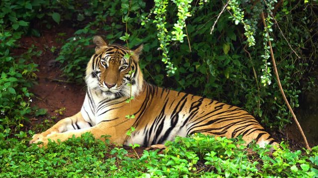 bengal tiger resting in the forest 