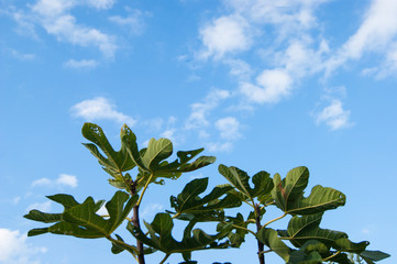 Large green palms of chestnut leaves stretch towards the blue sky with white clouds, as if in prayer
