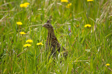 Grouse in the Grass