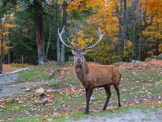 A lone elk in a fall forest