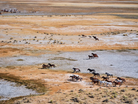 Wild Horses 