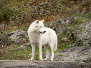 An Arctic Wolf in nature