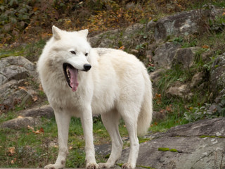 Obraz premium An Arctic Wolf in nature