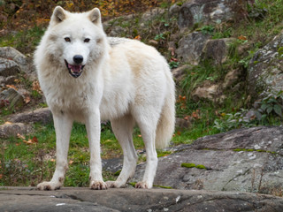 An Arctic Wolf in nature