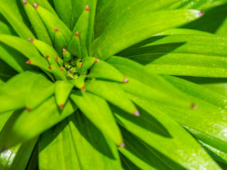 macro green plant