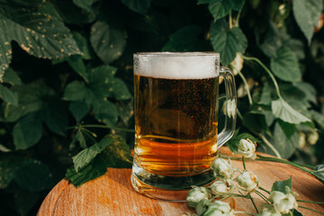 A glass of beer stands on a wooden table against the background of hops.