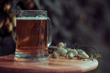 A glass of beer stands on a wooden table against the background of hops.