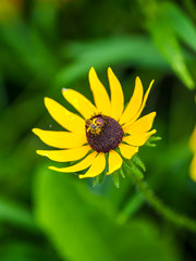 bee on Black-eyed Susan