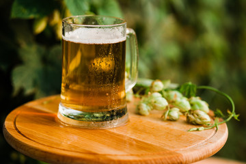 A glass of beer stands on a wooden table against the background of hops.