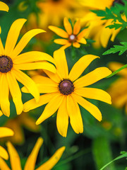 more Black-eyed Susans