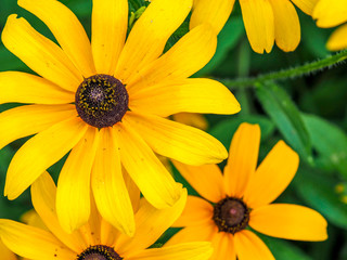 Black-eyed Susans 3