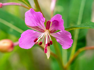 pink flower 5