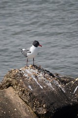 seagull on the beach