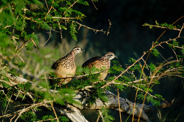 Two Crested Francolin standing on a branch