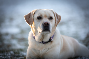 Sadie Yellow Labrador Retriever