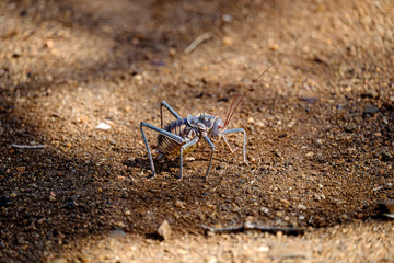 Armoured Ground Cricket, Corn Cricket, Armored Ground Katydid Acanthoplus armativentris, Bradyporidae, Heterodinae