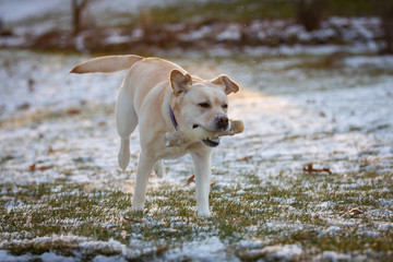 Sadie Yellow Labrador Retriever